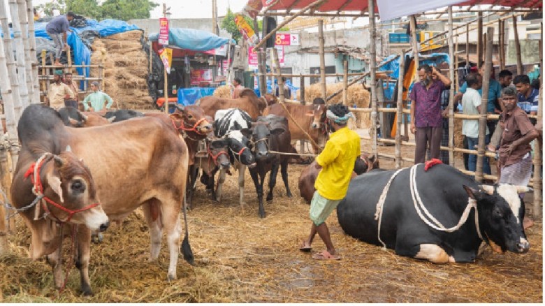 ২৮ টি কোরবানির পশুর হাট বসছে ঢাকায়